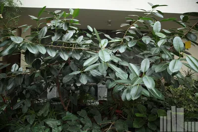 Почему опадают листья у фикусов? Проблемы и их решения. Фото — Ботаничка
