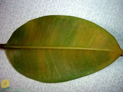 Комнатное растение Фикус каучуконосный — фото, описание и уход. Вредители и  болезни растений, борьба с ними
