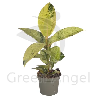 Фикус каучуконосный Тинеке Ficus elastica Tineke 55/17 — цена в LETTO