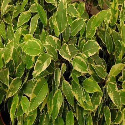 Фикус каучуконосный (Ficus elastica) - PictureThis