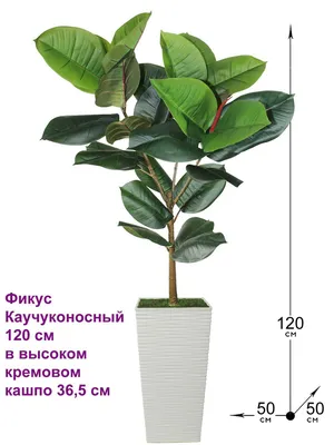 Купить Искусственное растение Фикус каучуконосный 120 см в высоком кремовом  кашпо 36 см, ФитоПарк по выгодной цене в интернет-магазине OZON.ru  (960908611)