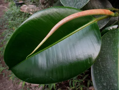 Коллекции растений ЦСБС СО РАН - Ficus elastica Roxb. ex Hornem. – Фикус  каучуконосный, Фикус эластичный