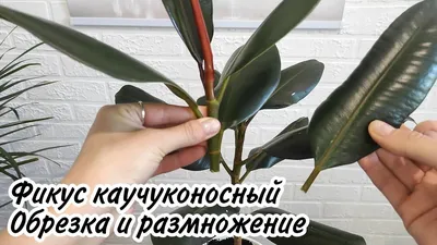 Фикус каучуконосный. Обрезка и размножение фикуса эластика - YouTube