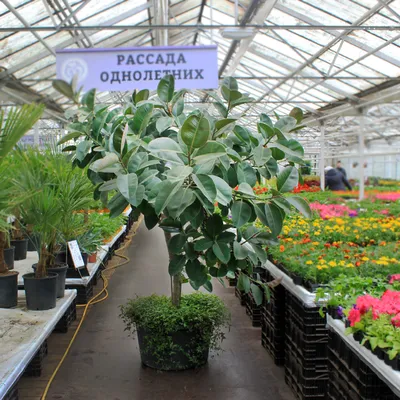 Фикус каучуконосный - Botanic Craft | Цветы и растения в Хабаровске