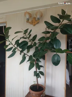 Коллекции растений ЦСБС СО РАН - Ficus elastica Roxb. ex Hornem. – Фикус  каучуконосный, Фикус эластичный