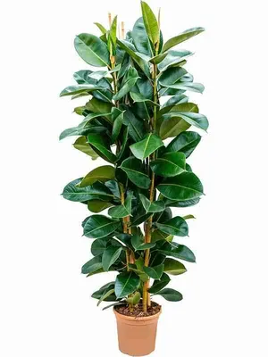 Фикус каучуконосный (Ficus elastica) — Рассада цветов и овощей.