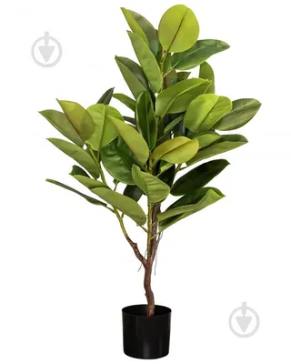 Фикус каучуконосный Найроби на штамбе Ficus elastica Nairobi on stem 65/17  — цена в LETTO