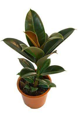FICUS ELASTICA ROBUSTA растение в горшке Фикус каучуконосный 27 см | IKEA  Lietuva