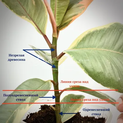 Вегетативное размножение растений. Статья 2. Размножение фикуса и  филодендрона листом – это возможно?