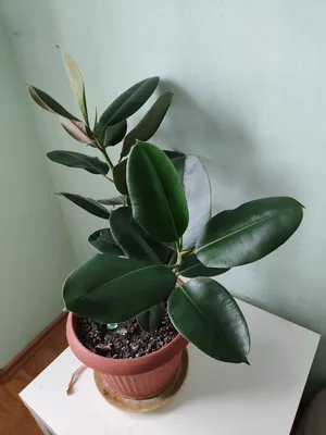 Фикус Мелани уход фото / Ficus Melany