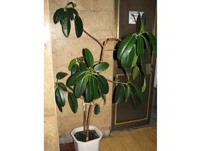 Фикус Ficus Elastica Melany Twisted Stem каучуконосный в интернет-магазине  VALLES.RU