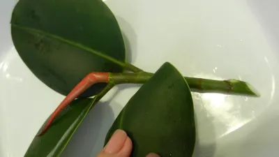 Черенок Каучуконосного фикуса(размножение) | Фикус, Выращивание орхидей, Фикус  каучуконосный