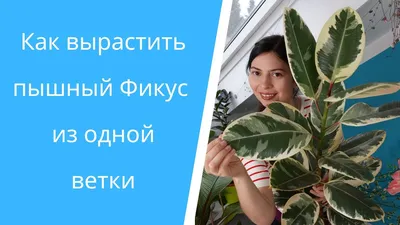 Фикус Бенджамина: как поливать, пересаживать и ухаживать в домашних условиях