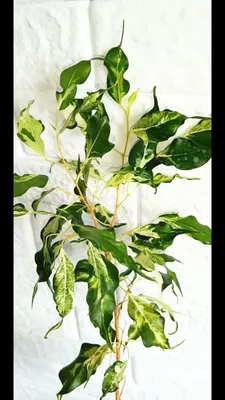 Фикус пумила Керли укорененный черенок, Ficus Pumila Curly (ID#1696817742),  цена: 58 ₴, купить на Prom.ua