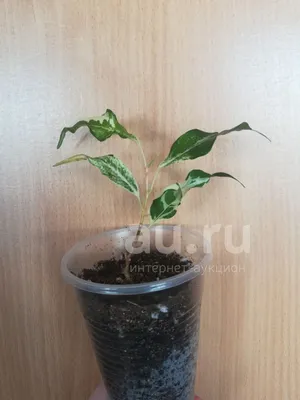 Ficus Pumila Curly - Florariumplants