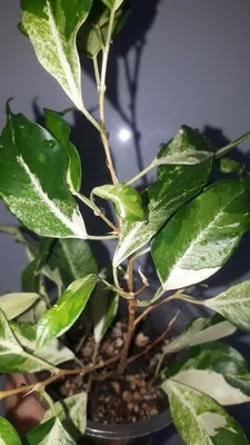 Weeping fig (Ficus benjamina Curly), Moraceae Stock Photo - Alamy