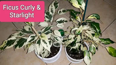 Ficus benjamina curly hi-res stock photography and images - Alamy