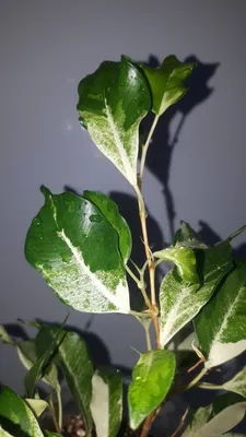Ficus benjamina Barok's leaves are curly. Leaves might fall after shipment,  it is normal. Please use Akatama soil and peat moss as substrate. (Similar  substrates are also ok). Water only when surface
