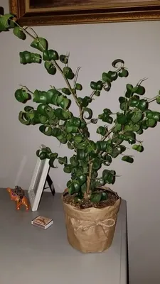 How could I say no to this $10 curly leafed babe? (Ficus Benjamina) :  r/houseplants
