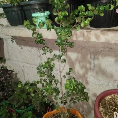 Curly Weeping Fig Ficus benjamina 'Pandora'