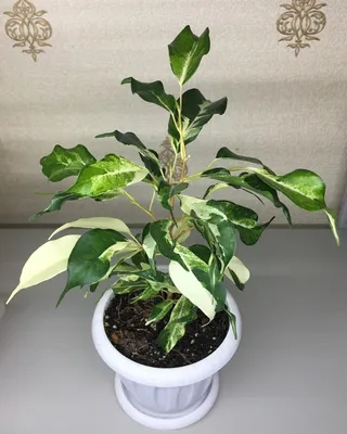 Фикус Курли уход фото / Ficus Curly