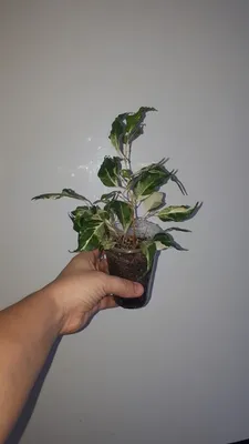Ficus benjamina Curly#1 - exoticplantshop.org