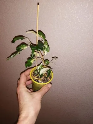 Ficus benjamina 'Pandora' - Curly Weeping Fig (4.5\" Pot) | Little Prince To  Go