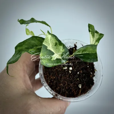 Bonsai Mane - Ficus benjamina curly leaf. Fantastic... | Facebook