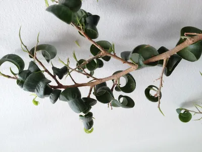 Ficus benjamina 'Pandora', Weeping Fig 'Pandora' in GardenTags plant  encyclopedia