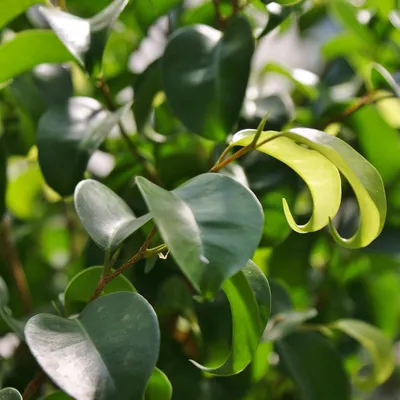 Ficus Benjamina 'Curly' – Hammer + Vine