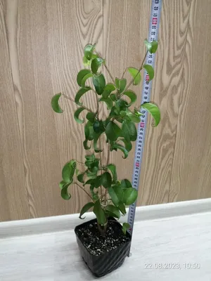 Ficus benjamina Curly#2 - exoticplantshop.org
