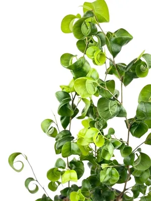 Curly Ficus Vine - The Blumerie: Ultra-realistic, modern artificial flowers