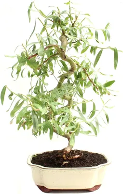Ficus Benjamina pandora curly Weeping Fig 4 Growers Pot - Etsy