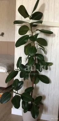 Коллекции растений ЦСБС СО РАН - Ficus elastica Roxb. ex Hornem. – Фикус  каучуконосный, Фикус эластичный