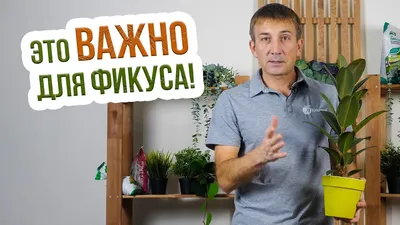 Фикус каучуконосный (эластика) Абиджан - купить по выгодной цене с  доставкой по Москве