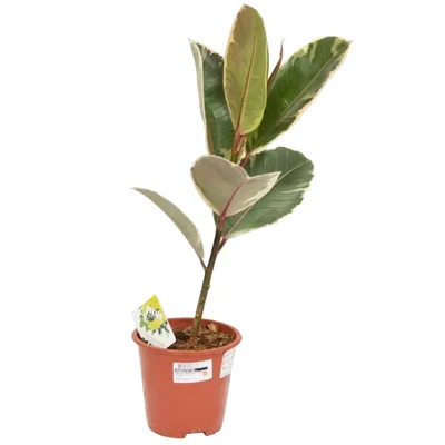 Фикус каучуконосный Ficus elastica - Барахолка onliner.by