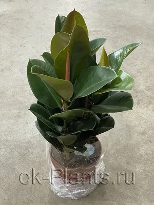 Фикус каучуконосный - Ficus Elastica. Уход за фикусом, фото - расширить  статью!!!