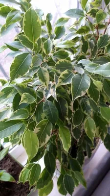 Фикус Бенджамина — это мелколистный кустарник (Ficus Benjamina), который  является представителем семейства Тутовые. Он пользуется большой… |  Instagram