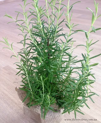 Фикус Бенджамина - одно из наиболее популярных растений для озеленения как  домашних, так и коммерческих помещений. Величина куста зависит… | Instagram