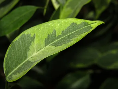 Коллекции растений ЦСБС СО РАН - Ficus magnifica Elmer. – Фикус  великолепный (по новым данным Ficus virgata Reinw. ex Blume)