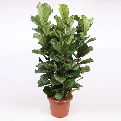 Фикус Лировидный крупнолистный (Ficus lyrata), фикус Лирата: 950 грн. -  Комнатные растения Одесса на Olx