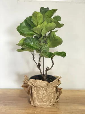 Фикус Лирата Бамбино (Ficus Lyrata Bambino)