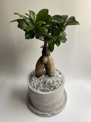 Фикус Микрокарпа Ficus Microcarpa