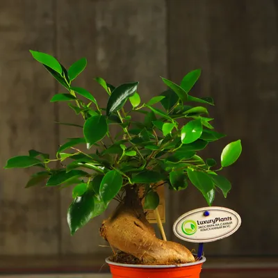 Фикус микрокарпа Гинсенг ⌀6 15 см купить в Москве с доставкой | Магазин  растений Bloom Story (Блум Стори)
