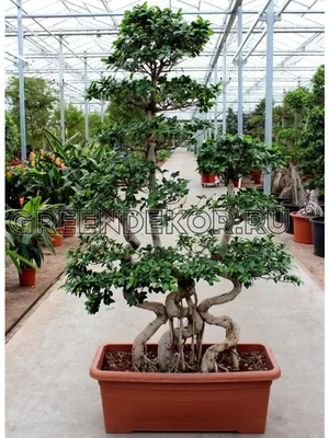 Фикус Микрокарпа (Ficus) бонсай в кашпо LECHUZA с автополивом, высота  композиции 120 см купить по цене 64208 рублей с доставкой по России