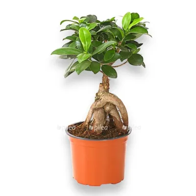 Фикус Микрокарпа Ficus Microcarpa