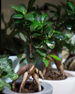 Фикус Гинсенг Микрокарпа Ficus Microcarpa Ginseng, 12*35см купить, цена в  Киеве, Львове, Одессе | Magic Gardens