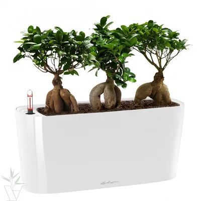 Фикус Микрокарпа Гинсенг S-type - купить, цена, уход в интернет-магазине  комнатных растений.