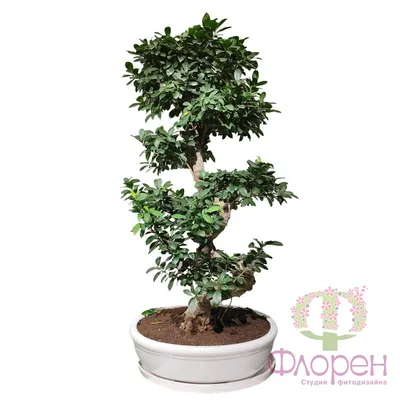 Два Ботаника - Комнатное растение Фикус микрокарпа Bonsai, арт. ДЛ-419