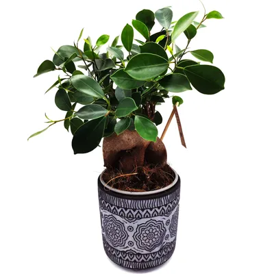 Фикус Микрокарпа Гинсенг (Ficus microcarpa Ginseng)